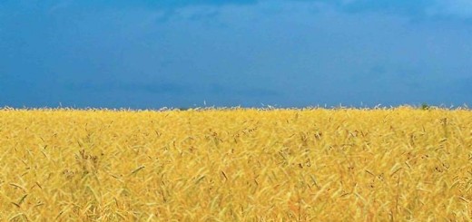 Пшеничное золотое поле и голубое небо - флаг Украины